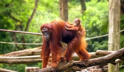 Singapore Zoo Orangutan